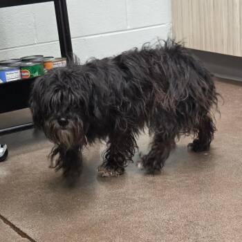 Inky -  Shih Tzu Dog for Adoption in Chattanooga, Tennessee - Inky | PetCurious