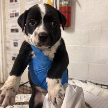 Sully -  Mixed Breed Dog for Adoption in Edinburg, Texas - Sully | PetCurious