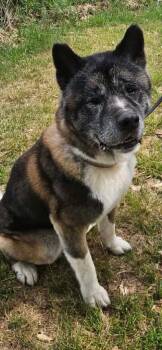 Akita Dogs Available for Adoption in Mooresville, North Carolina - Coda | PetCurious