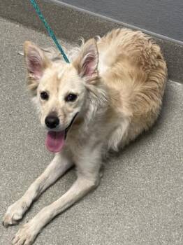 CLOUDBURST -  Border Collie and Mixed Breed Dog for Adoption in Las Vegas, Nevada - CLOUDBURST | PetCurious