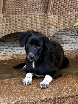 Ace -  Golden Retriever and Flat Coated Retriever Dog for Adoption - Ace | PetCurious
