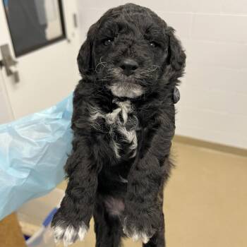 Golden Retriever Dogs Available for Adoption in West Palm Beach, Florida - Kelvin | PetCurious