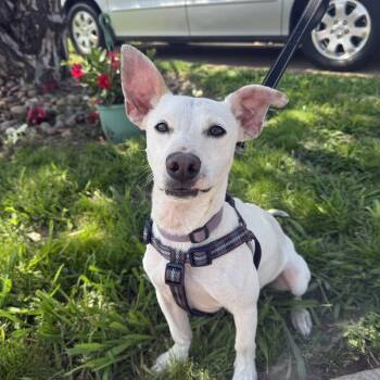 Rescue Chiweenie Dogs for Adoption in Oklahoma City, Oklahoma - Frankie Bob | PetCurious