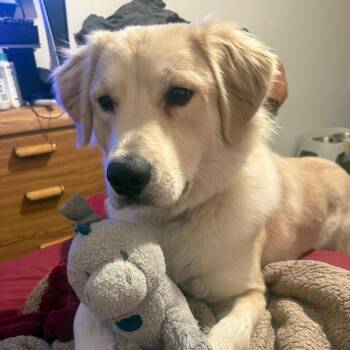 Lady -  Golden Retriever and Mixed Breed Dog for Adoption in Northbrook, Illinois - Lady | PetCurious