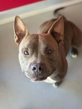 A255498 -  Pit Bull Terrier and Mixed Breed Dog for Adoption in Visalia, California - A255498 | PetCurious