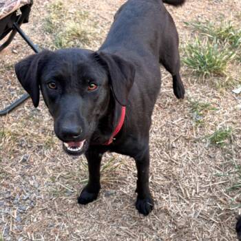 Black Labrador Retriever Dogs Available for Adoption in Huntsville, Alabama - Ellie | PetCurious