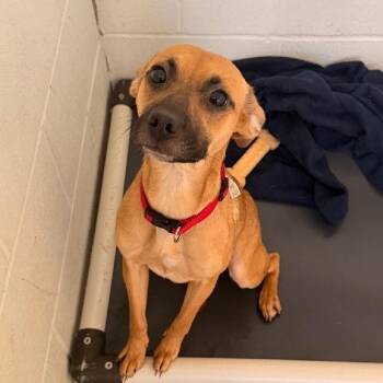 Bandita -  Terrier Dog for Adoption in Aurora, Illinois - Bandita | PetCurious