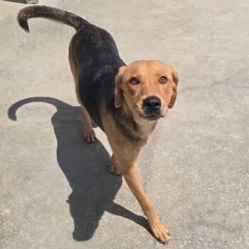 Ossa - 060319U -  Mountain Cur and Mixed Breed Dog for Adoption in Tupelo, Mississippi - Ossa - 060319U | PetCurious