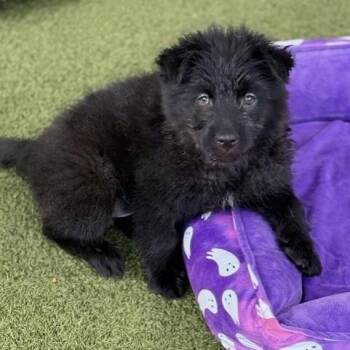 Rescue Terrier Dogs for Adoption in Houston, Texas - Biscuit | PetCurious