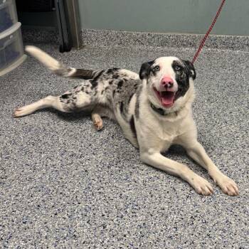 Australian Shepherd Dogs Available for Adoption - Jade | PetCurious