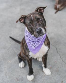 KUKA -  Pit Bull Terrier and Mixed Breed Dog for Adoption in Doral, Florida - KUKA | PetCurious