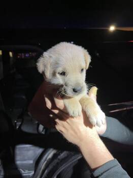 German Shepherd Dog and Mixed Breed Dogs Available for Adoption in Doral, Florida - PAM | PetCurious