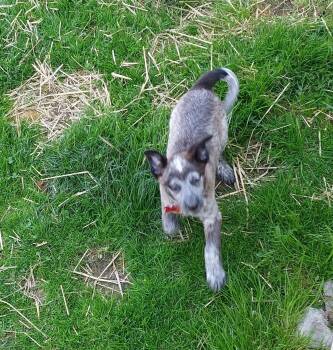 Cattle Dog Dogs Available for Adoption in Conesus, New York - Poppy | PetCurious