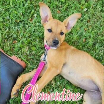 Clementine -  Boxer and Mixed Breed Dog for Adoption in Hillsboro, Ohio - Clementine | PetCurious
