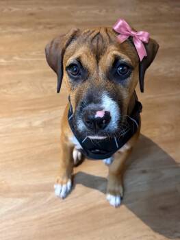 BINDI -  Mixed Breed Dog for Adoption in Seale, Alabama - BINDI | PetCurious