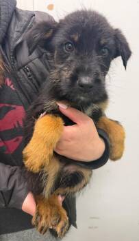 Latte -  Terrier Dog for Adoption in Yellowknife, Northwest Territories - Latte | PetCurious