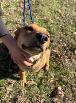 Rescue Mixed Breed Dogs for Adoption in Conway, South Carolina - Meet Meadow — Former Teen Mom, Current Best Friend Material! | PetCurious