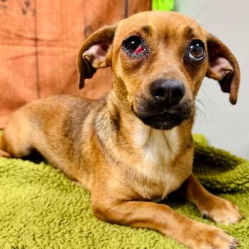 Blanche -  Chihuahua and Dachshund Dog for Adoption in Lebanon, Missouri - Blanche | PetCurious