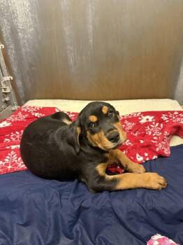 Cady -  Rottweiler and Labrador Retriever Dog for Adoption in Roseville, California - Cady | PetCurious