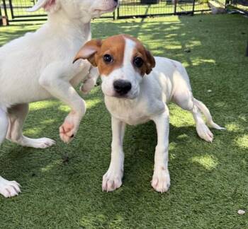 Ross -  Hound Dog for Adoption - Ross | PetCurious
