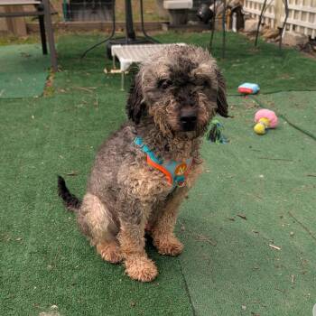 Schnoodle Dogs Available for Adoption - Enzo | PetCurious