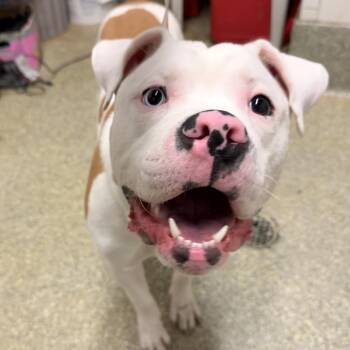 IVHS-Stray-140415 -  Pit Bull Terrier and Boxer Dog for Adoption in San Gabriel, California - IVHS-Stray-140415 | PetCurious
