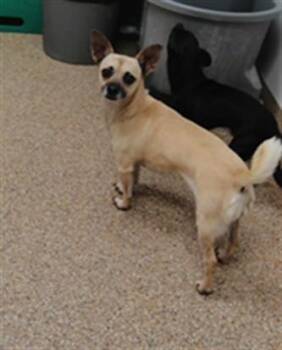 COCO -  Chihuahua and Mixed Breed Dog for Adoption in Albuquerque, New Mexico - COCO | PetCurious