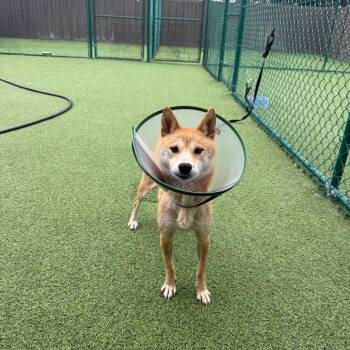 Shiba Inu Dogs Available for Adoption in Loxahatchee Groves, Florida - Maggie 9221 | PetCurious