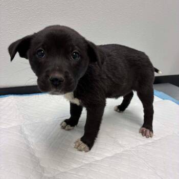 Collie and Mixed Breed Dogs Available for Adoption - Millie | PetCurious