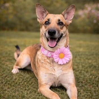 German Shepherd Dog Dogs Available for Adoption in Lucas, Texas - CANELA GS | PetCurious
