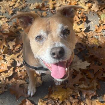 Rescue American Staffordshire Terrier Dogs for Adoption in Shiner, Texas - Bailey | PetCurious