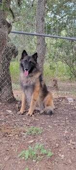 Rescue Belgian Shepherd Tervuren Dogs for Adoption in San Antonio, Texas - BT | PetCurious