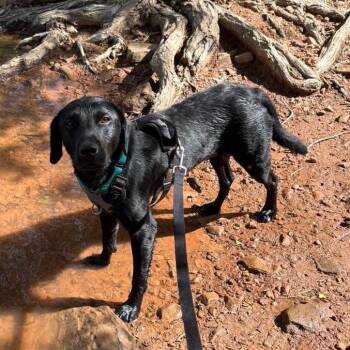 Bogey -  Labrador Retriever and Mixed Breed Dog for Adoption in Fort Collins, Colorado - Bogey | PetCurious