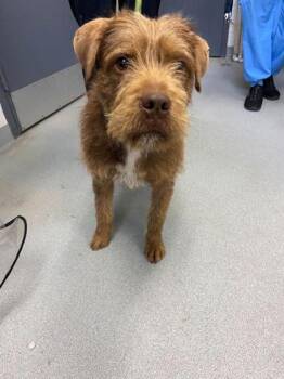 Mixed Breed Dogs Available for Adoption in Spruce Pine, North Carolina - Stringbean | PetCurious