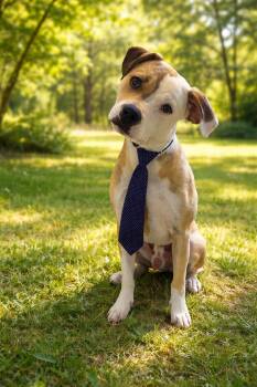 American Staffordshire Terrier and American Bulldog Dogs Available for Adoption - Valor | PetCurious