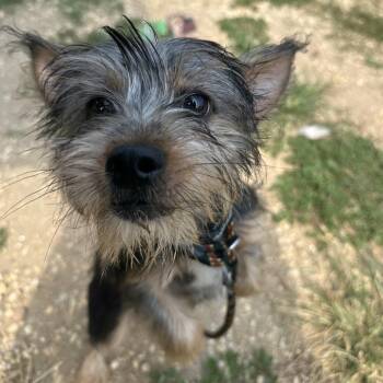 Ravioli -  Mixed Breed Dog for Adoption in Philadelphia, Pennsylvania - Ravioli | PetCurious