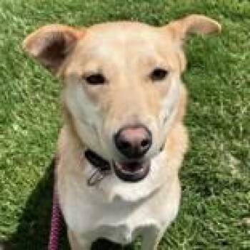 Siberian Husky Dogs Available for Adoption in Hilliard, Ohio - Nala | PetCurious