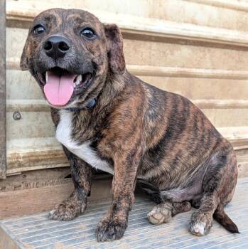 Bandit -  Chiweenie and Terrier Dog for Adoption in Tishomingo, Oklahoma - Bandit | PetCurious