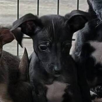 Terrier and Border Collie Dogs Available for Adoption - Roo | PetCurious