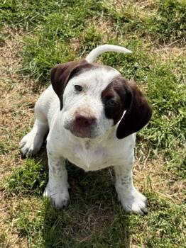 Labrador Retriever and Hound Dogs Available for Adoption - CHARLIE | PetCurious