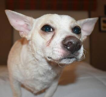Chihuahua Dogs Available for Adoption in Vancouver, Washington - Kenny | PetCurious