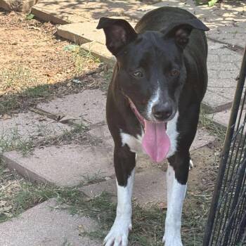 Rescue Border Collie and Black Mouth Cur Dogs for Adoption in Wadena, Minnesota - Daisy Ll | PetCurious