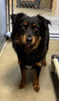 Rescue German Shepherd Dog and Dachshund Dogs for Adoption in Madera, California - Niko | PetCurious