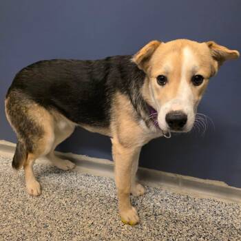 Border Collie and Shepherd Dogs Available for Adoption - Woody | PetCurious