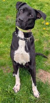 Labrador Retriever and Mixed Breed Dogs Available for Adoption in Akron, Ohio - PICKLES | PetCurious