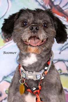 Boomer -  Yorkshire Terrier and Maltese Dog for Adoption in Gilbert, Arizona - Boomer | PetCurious