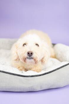 Rescue Poodle Dogs for Adoption in Portland, Oregon - Lucky | PetCurious
