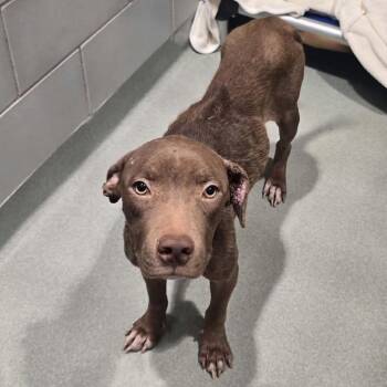 Heidi -  Mixed Breed Dog for Adoption in Abilene, Texas - Heidi | PetCurious