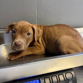 TUSC-Stray-84744 -  Pit Bull Terrier and Mixed Breed Dog for Adoption in Tuscaloosa, Alabama - TUSC-Stray-84744 | PetCurious
