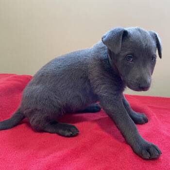 Name Unkown -  Labrador Retriever and Pit Bull Terrier Dog for Adoption in Pasadena, California - Name Unkown | PetCurious